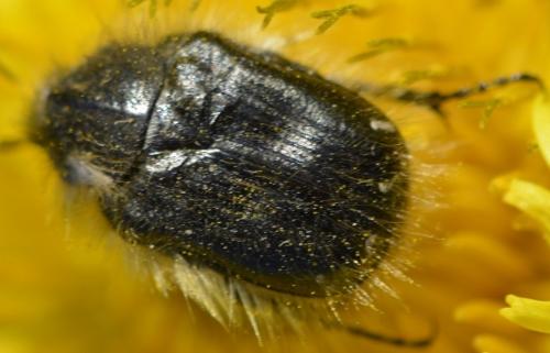 Réf. 214 723 : Tropinota hirta